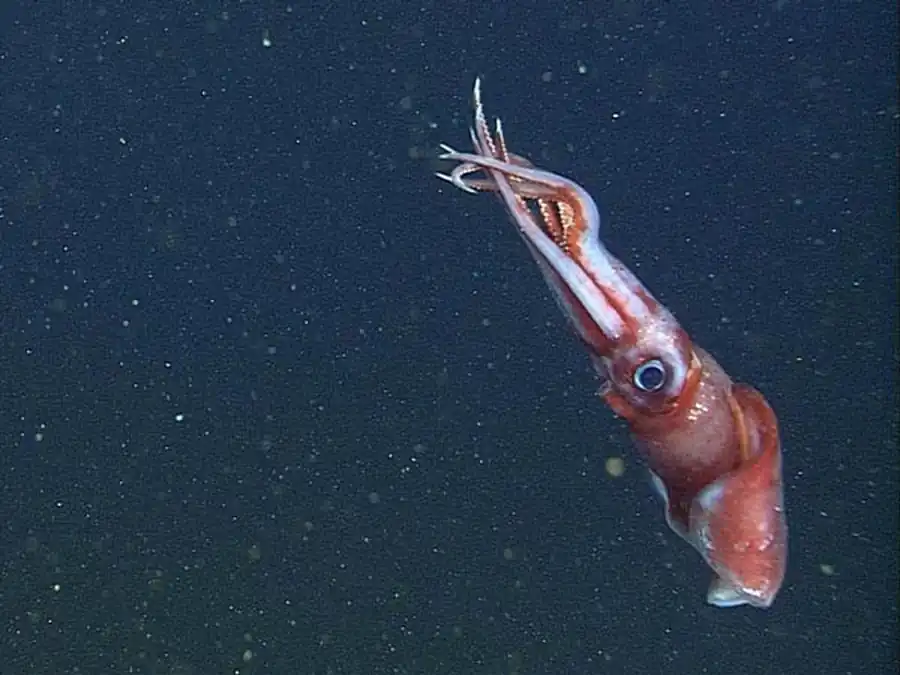 Способы извлечения гладиуса