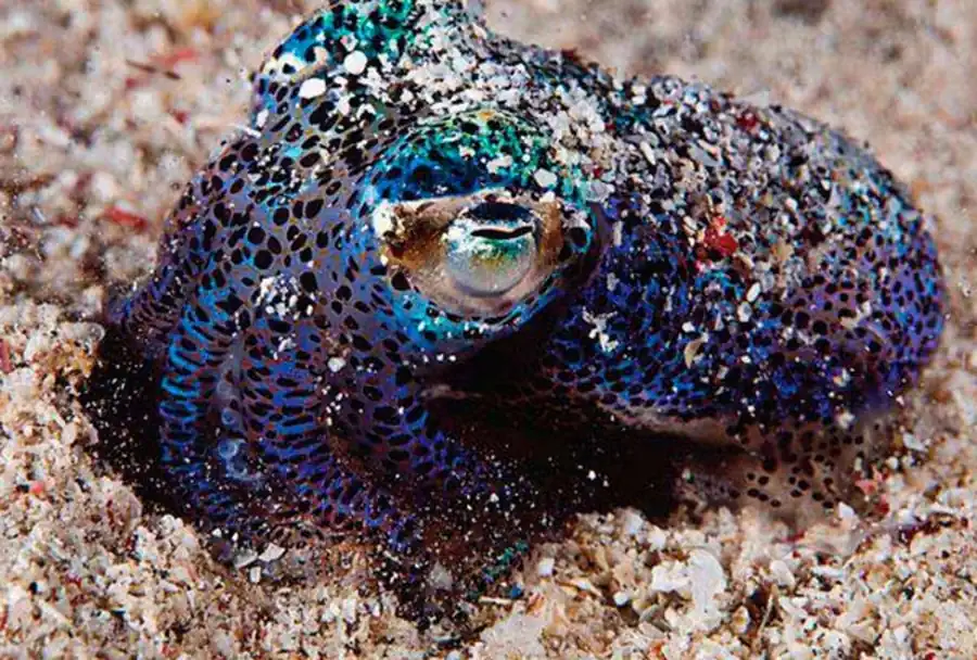 Список литературы по кальмарам. Часть 11 Список литературы по кальмарам. Часть 11