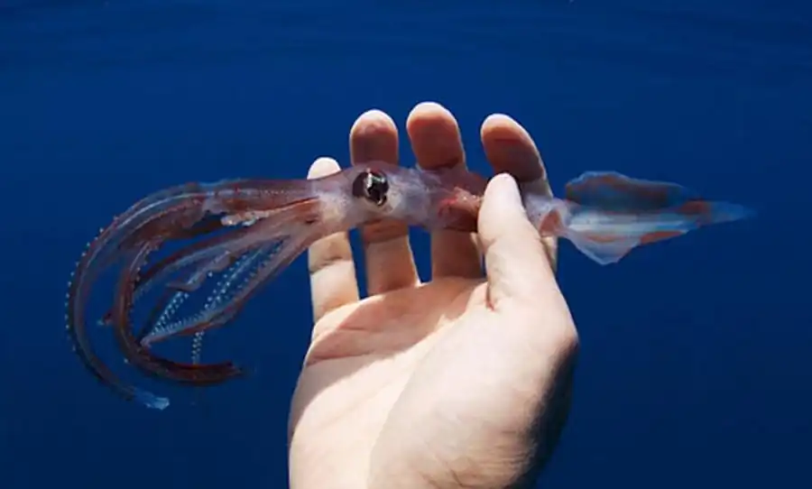 Этикетирование и хранение гладиусов кальмара Этикетирование и хранение гладиусов кальмара