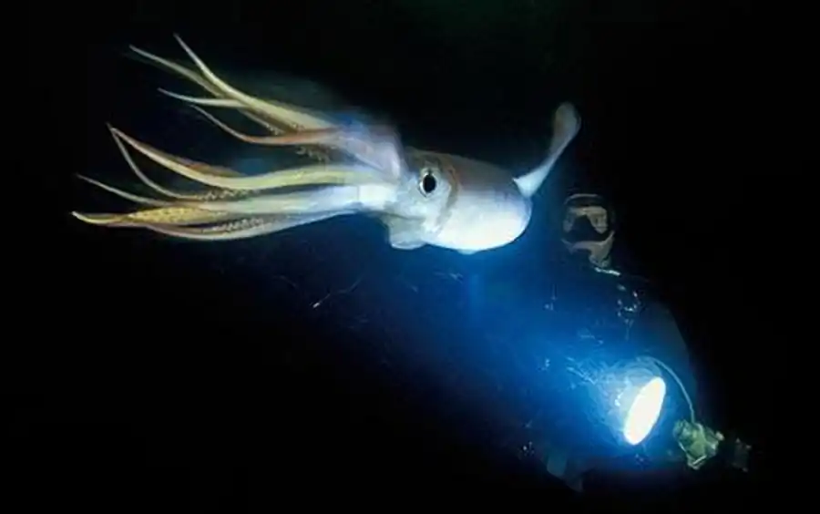 Гистологическая обработка гладиусов кальмара Гистологическая обработка гладиусов кальмара