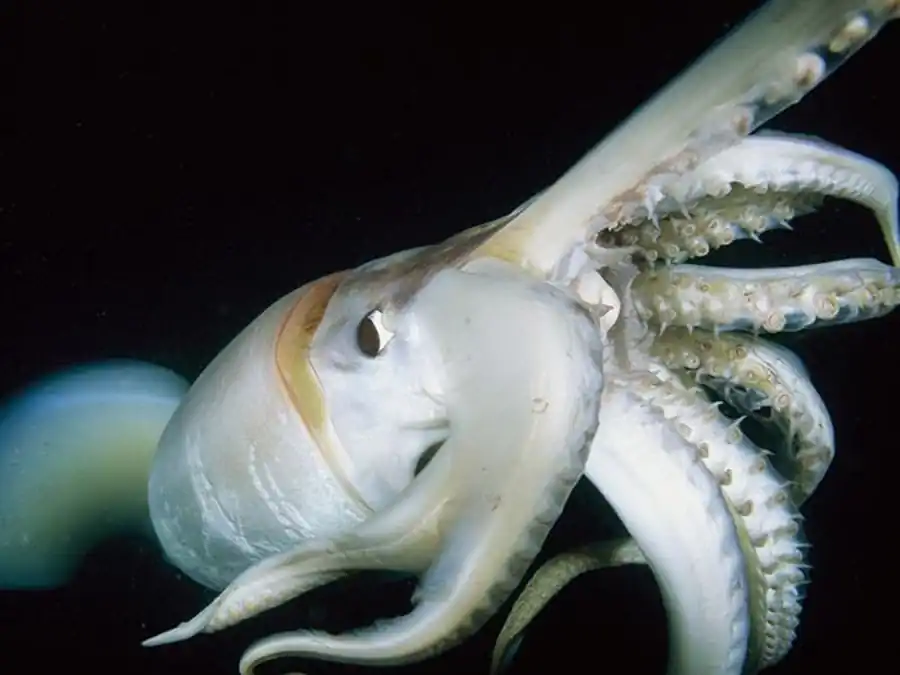 Изготовление препаратов гладиусов кальмара Изготовление препаратов гладиусов кальмара