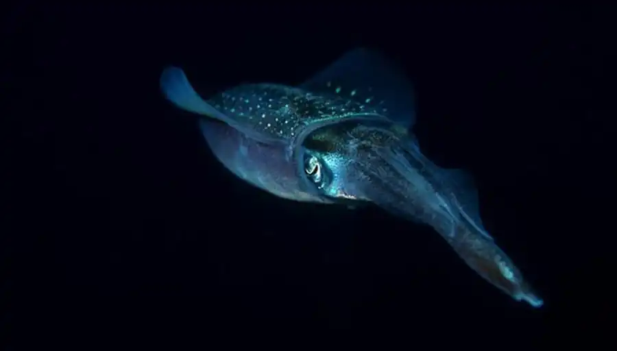 Промеры гладиусов кальмаров Промеры гладиусов кальмаров