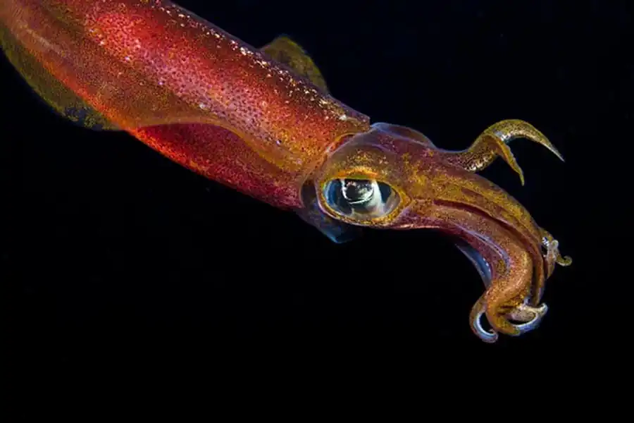 Использование гладиусов в популяционно-морфологических исследованиях Использование гладиусов в популяционно-морфологических исследованиях