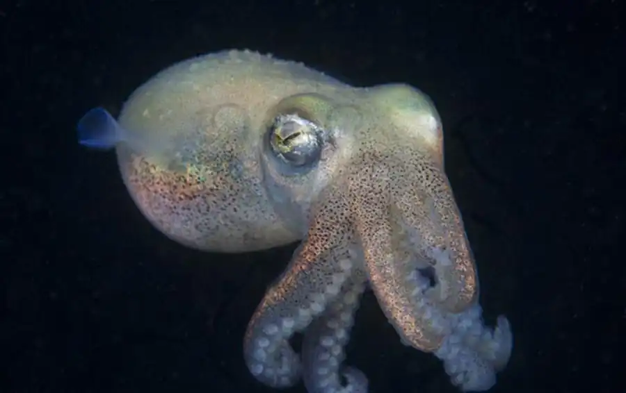 Методика определения возраста и роста по гладиусу Методика определения возраста и роста по гладиусу