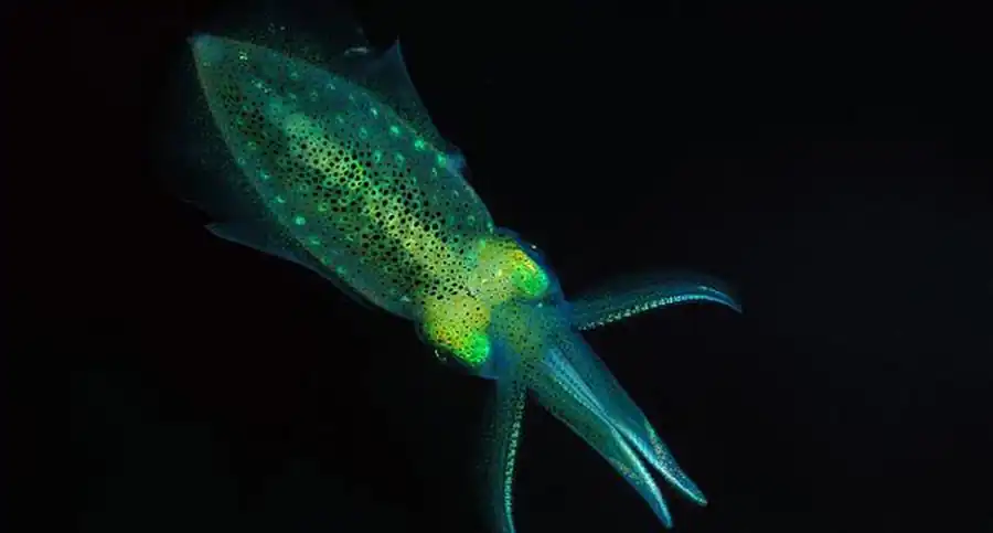 Положение срезов гладиуса при подсчете приростов различных раковинных слоев Положение срезов гладиуса при подсчете приростов различных раковинных слоев