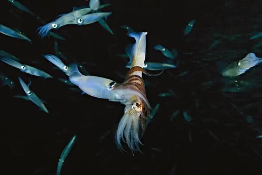 Исследования темпов роста кальмаров