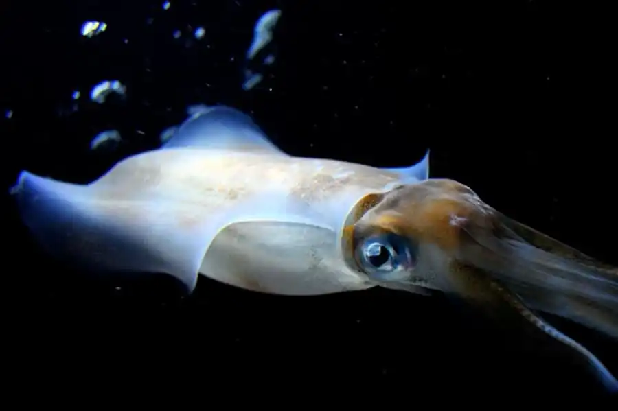 Морфологическая характеристика гладиусов в отряде Teuthida