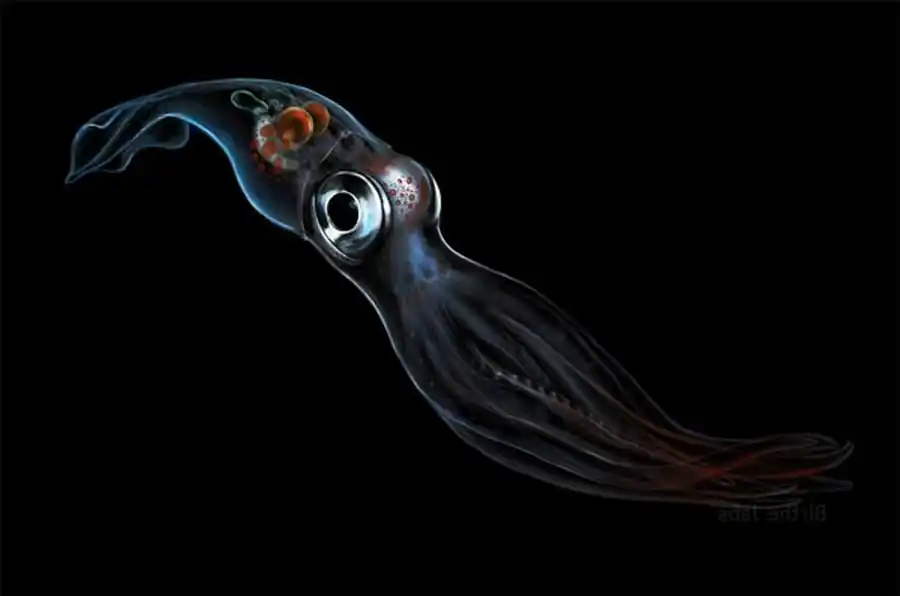 Внешняя форма и пропорции проостракума Thysanoteuthidae Внешняя форма и пропорции проостракума Thysanoteuthidae