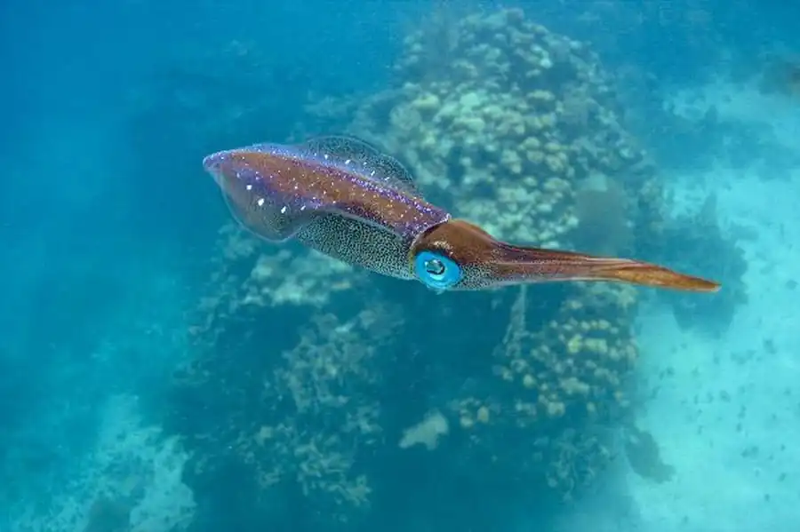 Группы строения гладиусов