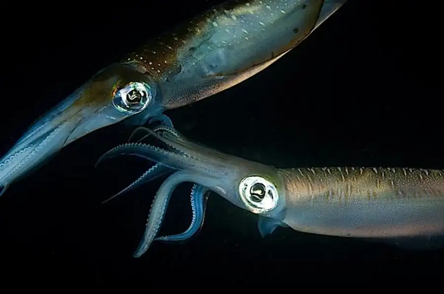 Эволюционная ветвь онихотевтид Эволюционная ветвь онихотевтид