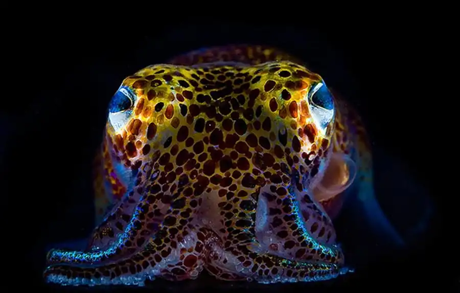 Редукция рострума у кальмаров Редукция рострума у кальмаров