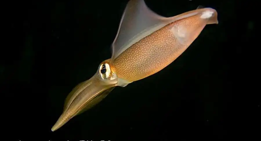 Онихотевтидный подтип кальмаров Онихотевтидный подтип кальмаров