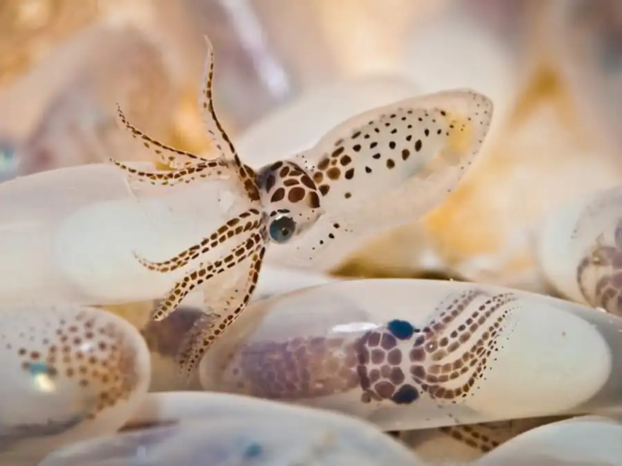 Мантийно-вороночный аппарат кальмара