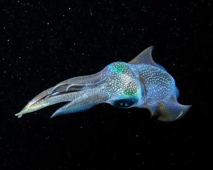 Признаки гладиуса эноплотевтид