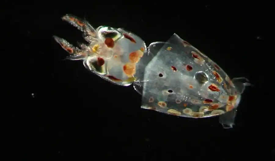 Гладиус оммастрефид