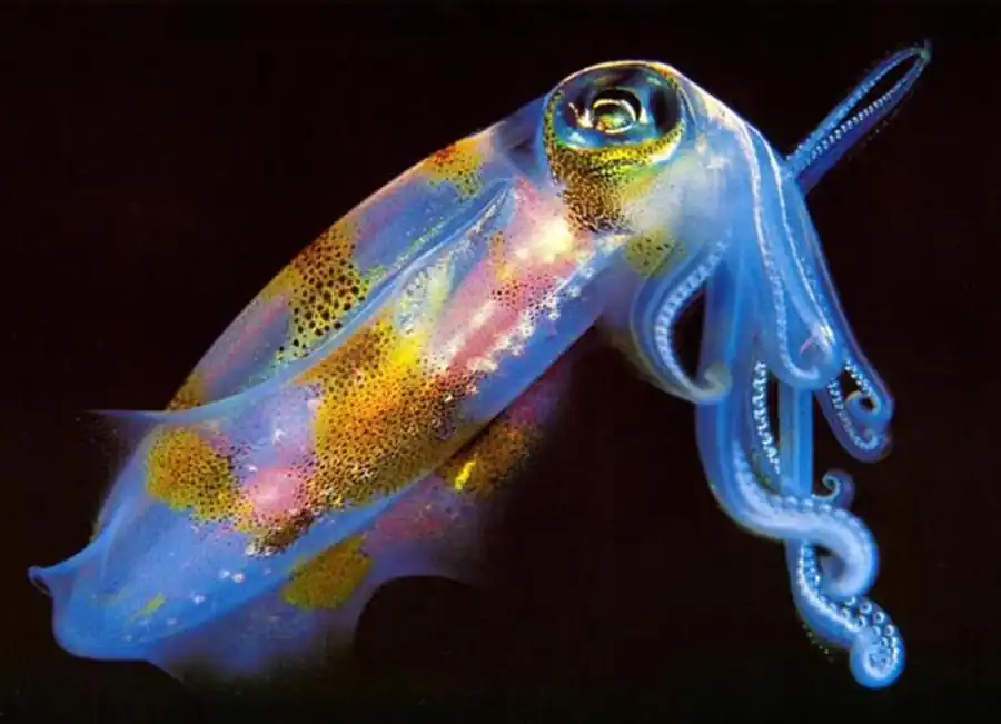 Гладиусы хиротевтидного подтипа Гладиусы хиротевтидного подтипа