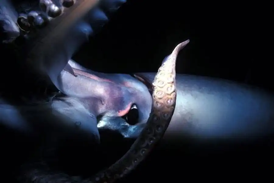 Строение гладиуса хиротевтидного подтипа кальмаров Строение гладиуса хиротевтидного подтипа кальмаров