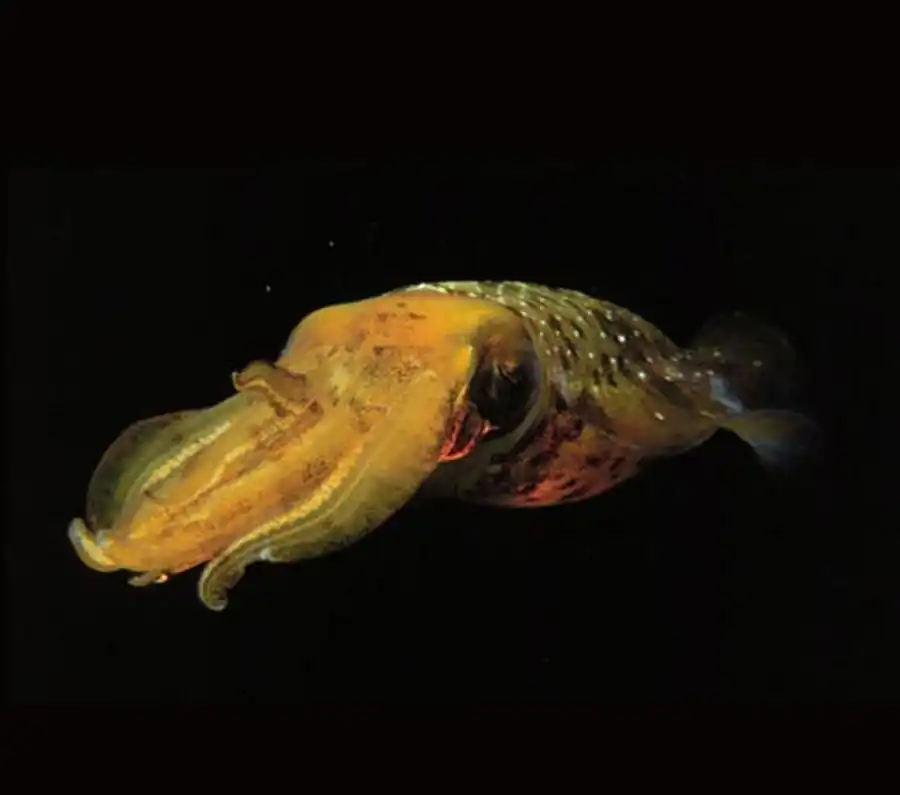 Эволюция гладиуса в пределах кранхиидного подтипа Эволюция гладиуса в пределах кранхиидного подтипа