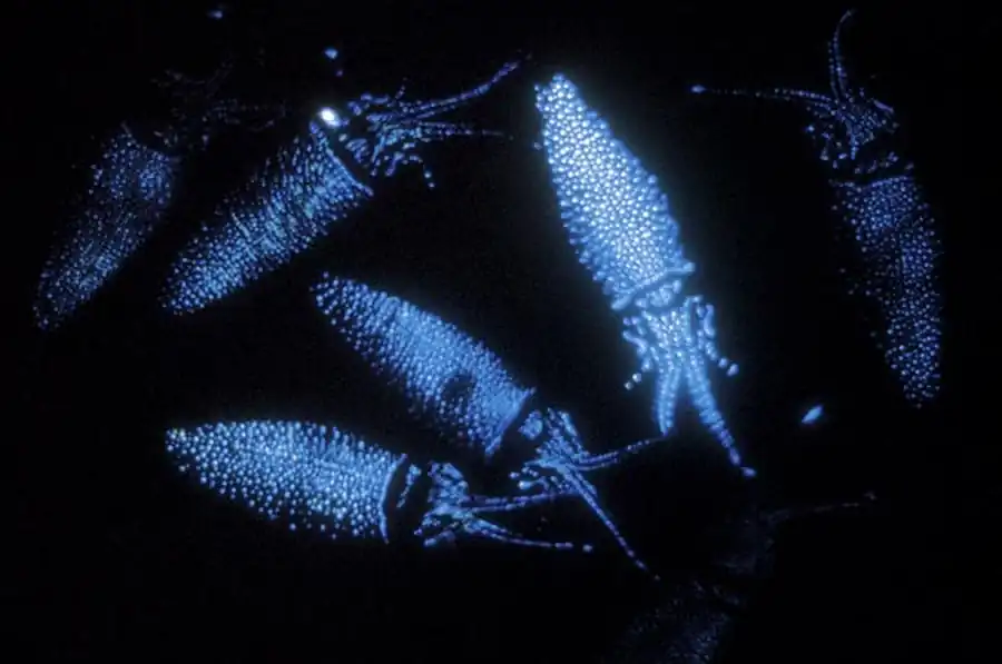 Гладиусы кранхиидного подтипа кальмаров