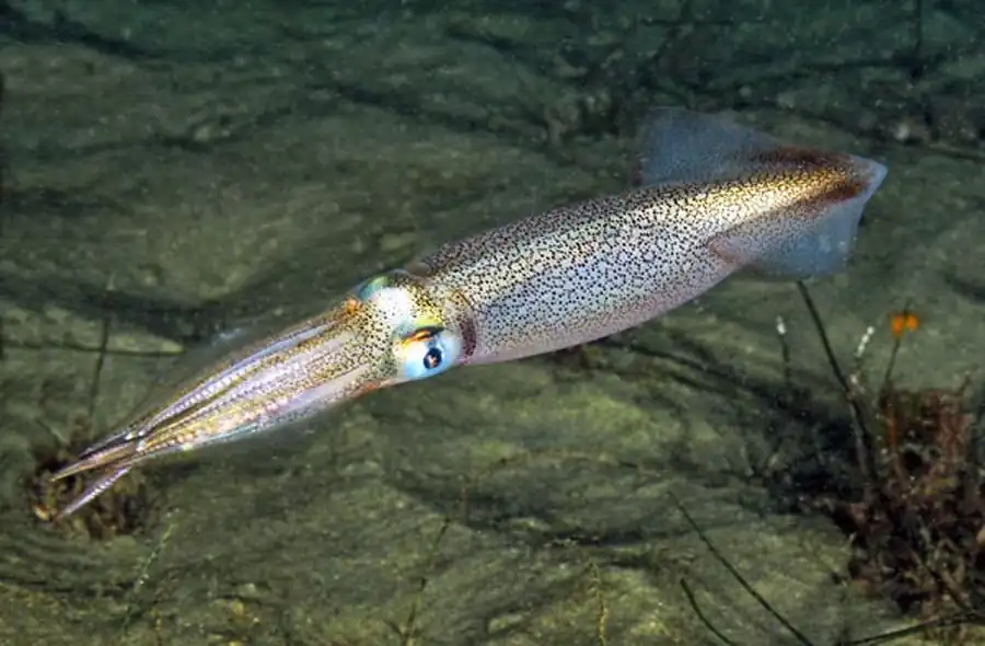 Эволюция раковины в отряде Teuthida Эволюция раковины в отряде Teuthida