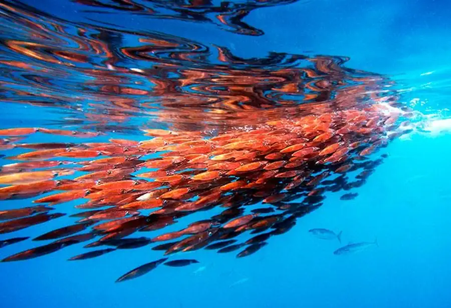 Анализ морфологии гладиусов современных Teuthida Анализ морфологии гладиусов современных Teuthida