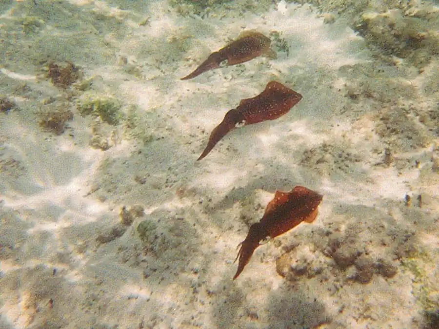 Эволюция гладиусов миопсидного ряда Эволюция гладиусов миопсидного ряда