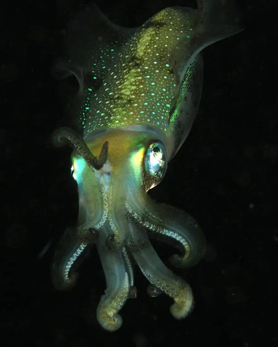 Внешнее и внутреннее строение гладиуса Внешнее и внутреннее строение гладиуса