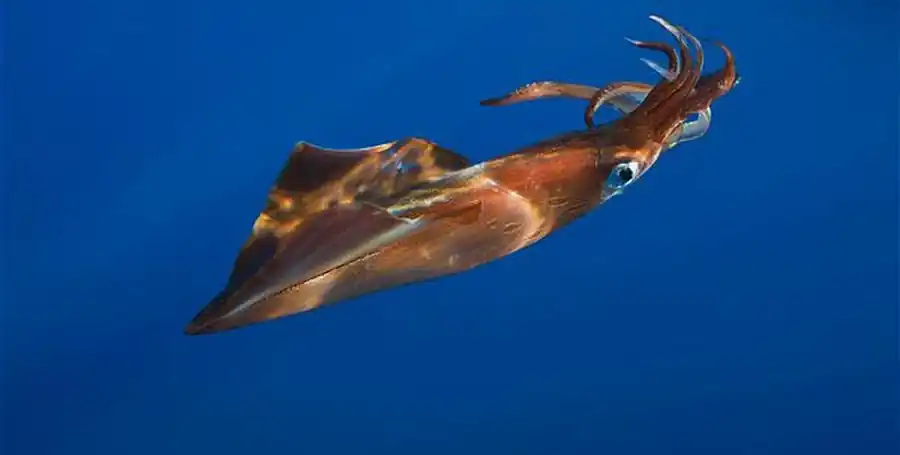 Эволюция миопсидной ветви кальмаров Эволюция миопсидной ветви кальмаров