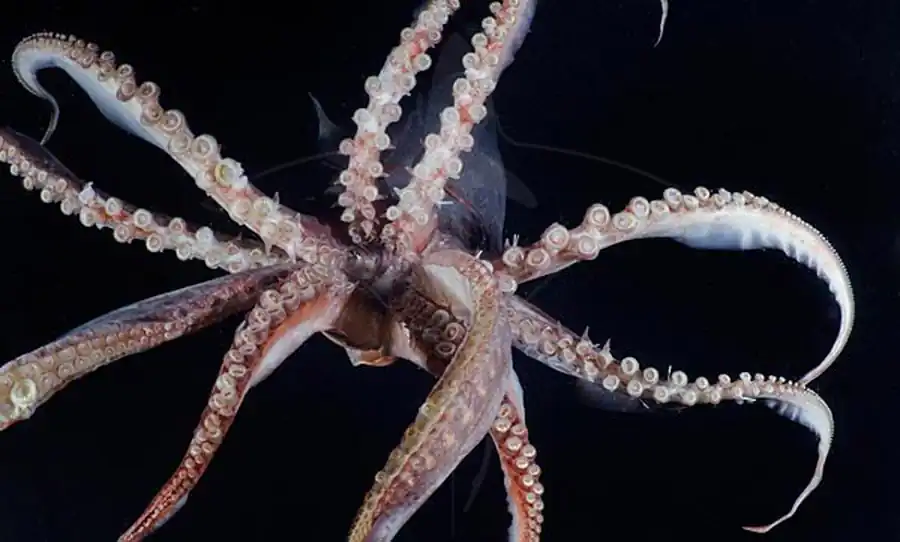 Определение функции гладиуса кальмаров из его формы Определение функции гладиуса кальмаров из его формы