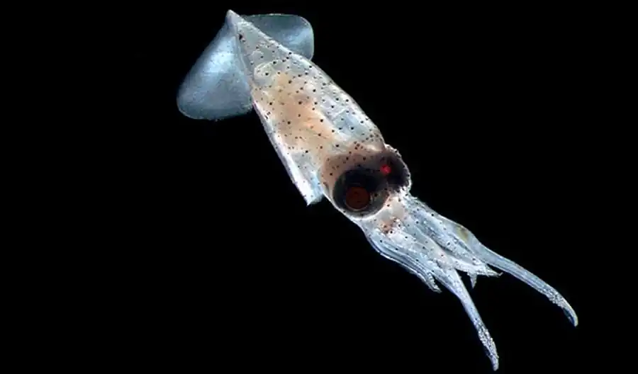 Химический состав и механические свойства гладиуса Химический состав и механические свойства гладиуса