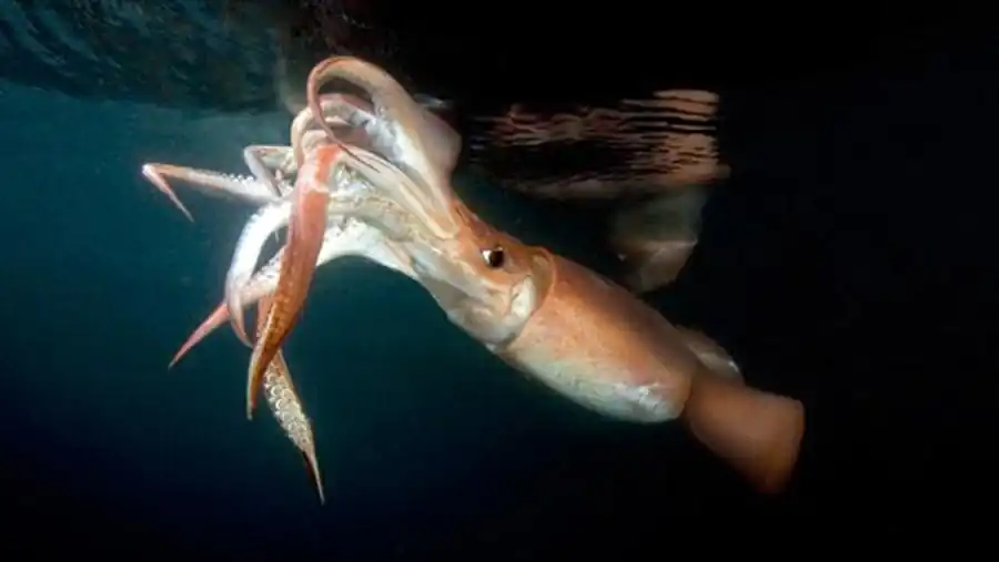 Миопсидный и эгопсидный тип строения гладиуса Миопсидный и эгопсидный тип строения гладиуса