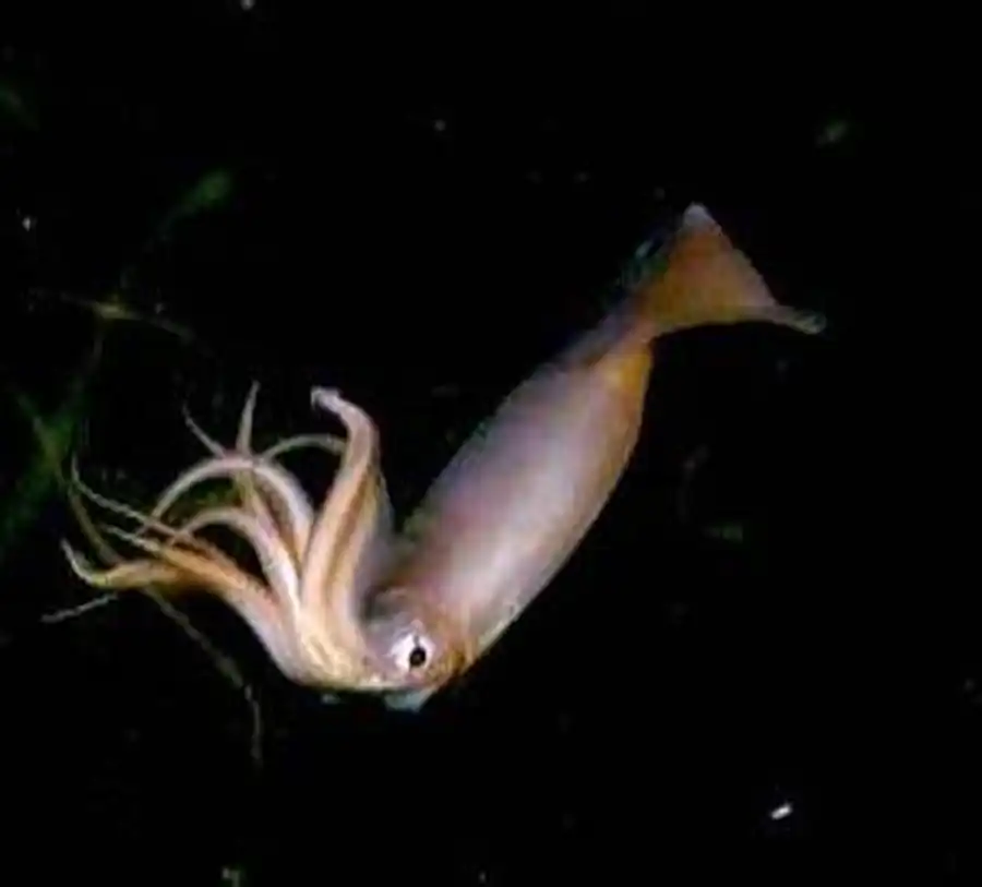 Взаимодействие плавника и гладиуса у эгопсид