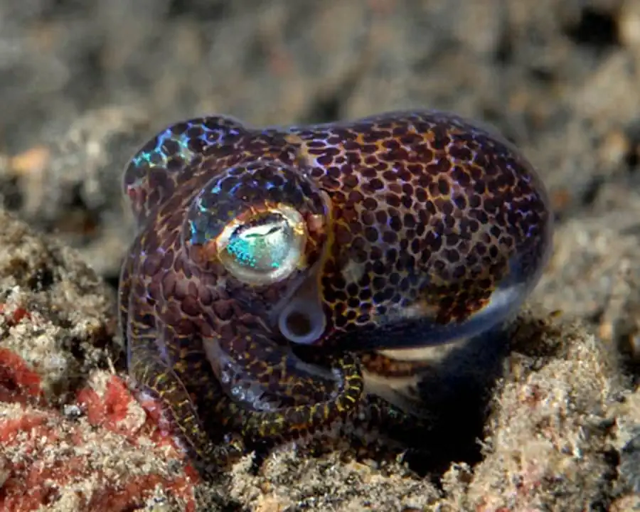 Взаимодействия раковины кальмаров с мягким телом Взаимодействия раковины кальмаров с мягким телом