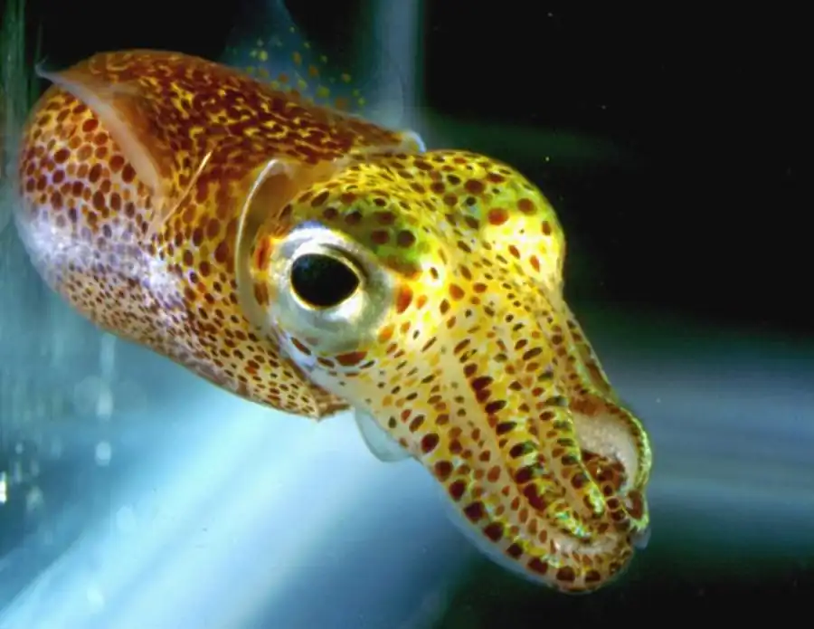 Общий план строения гладиусов кальмаров