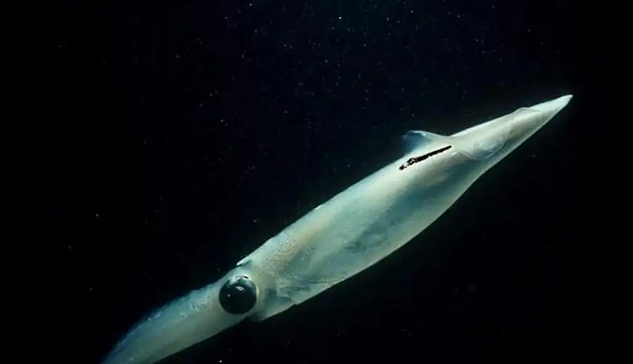 Экологическая классификация гладиусов в отряде Teuthida