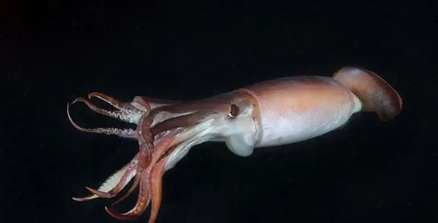 Систематика и филогения оммастрефид