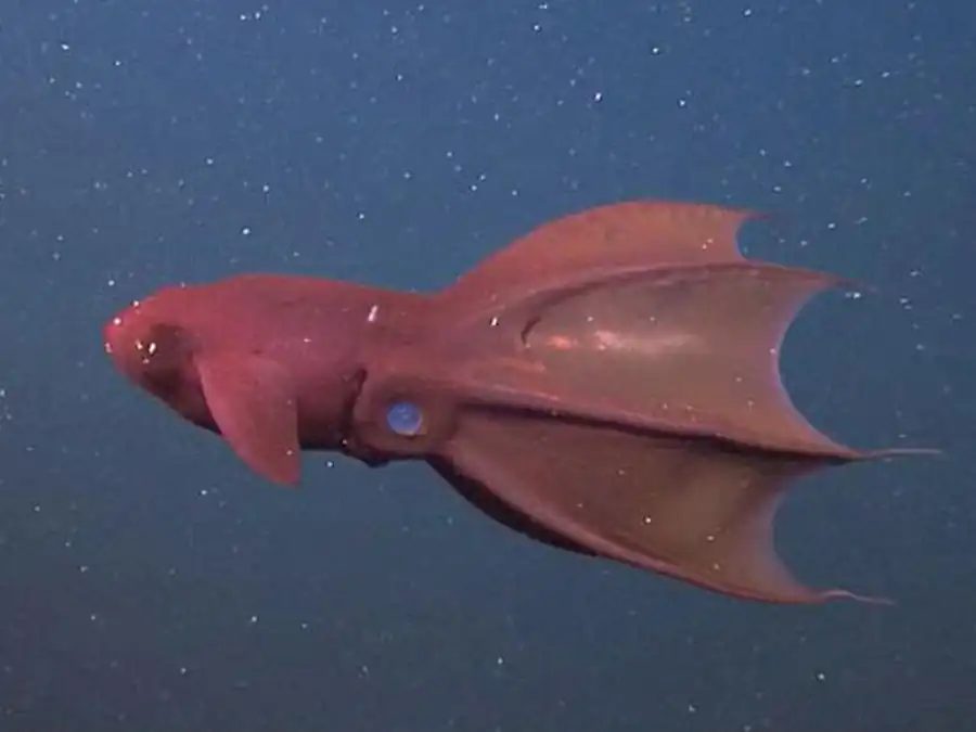 Строение гладиуса кальмаров в семействе Ommastrephidae Строение гладиуса кальмаров в семействе Ommastrephidae