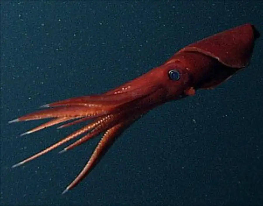 Латеральные пластинки оммастрефид Латеральные пластинки оммастрефид