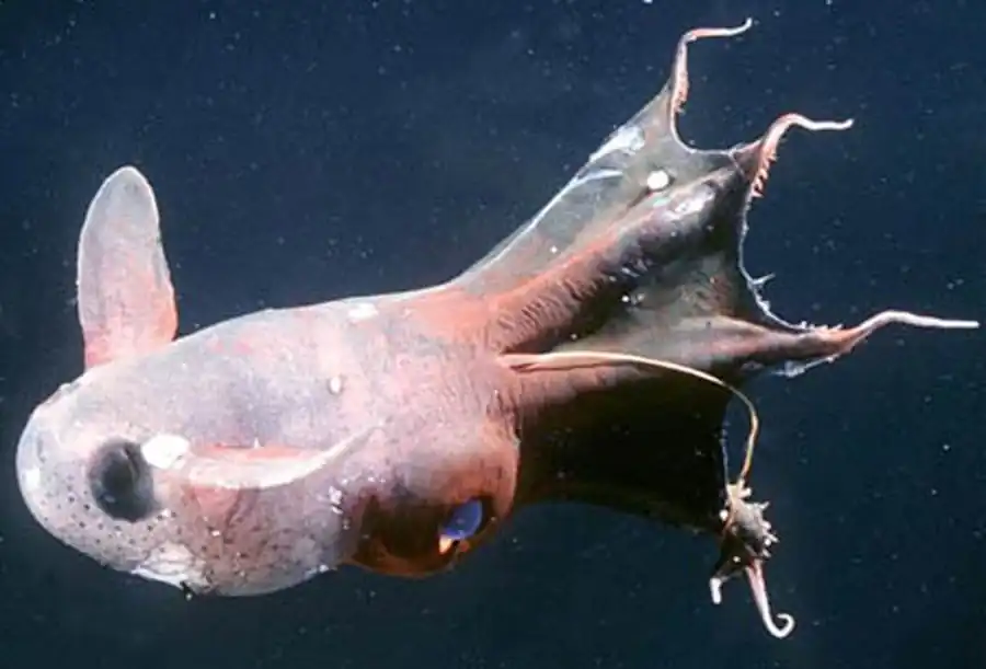 Гладиус кальмаров в семействе Ommastrephidae