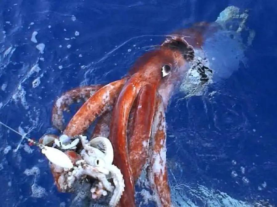 Prototeuthis имел белемнитидный план строения