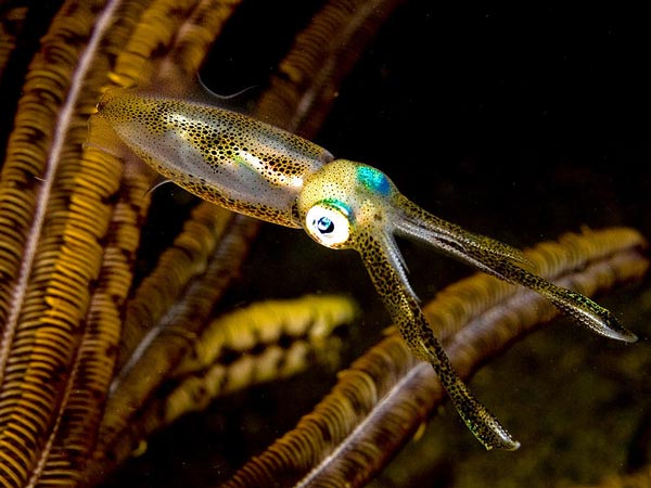 Описание морфологии гладиусов Ommastrephidae