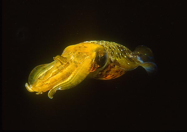 Морфология гладиусов Ommastrephidae