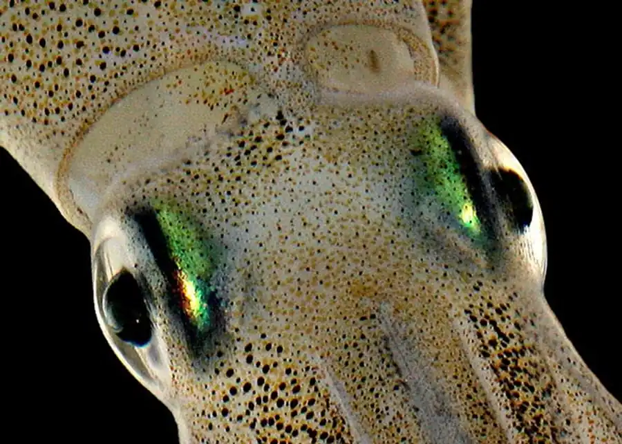 Подсемейство Illicinae Подсемейство Illicinae