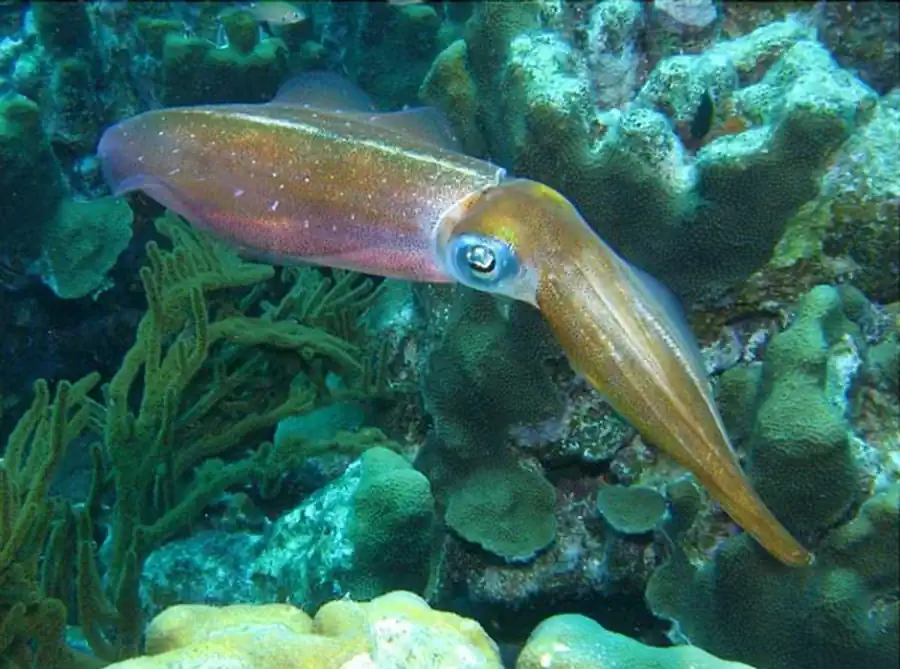 Внешнее строение гладиуса аргентинского короткоперого кальмара