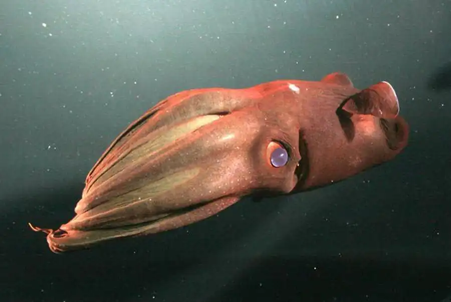 Гладиус аргентинского короткоперого кальмара Гладиус аргентинского короткоперого кальмара