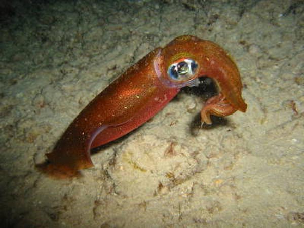 Строения гладиуса Todarodes pacificus