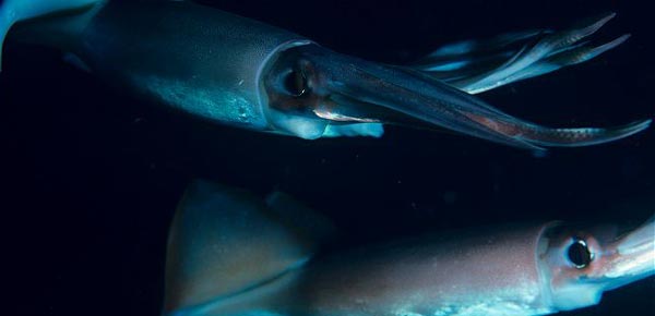 Строение кальмара Todarodes pacificus