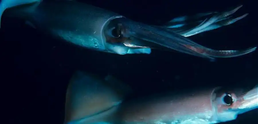 Строение кальмара Todarodes pacificus Строение кальмара Todarodes pacificus