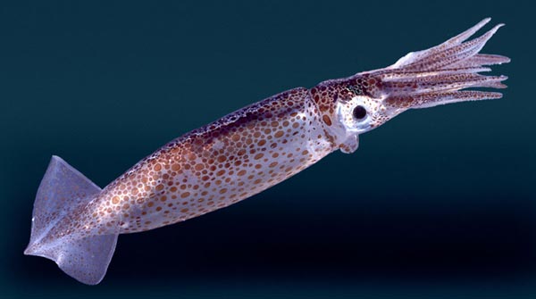 Гладиус Onychoteuthis banksi banksi