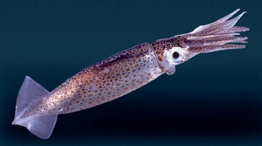 Гладиус Onychoteuthis banksi banksi Гладиус Onychoteuthis banksi banksi